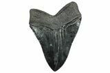 Serrated, Fossil Megalodon Tooth - South Carolina #328979-2